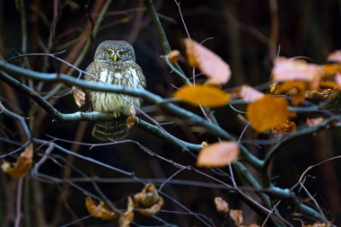 Avrasya pigme baykuşu Avrupa 'nın en küçük baykuşudur.