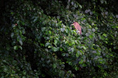 Siyah taçlı balıkçıl ya da siyah şapkalı balıkçıl.