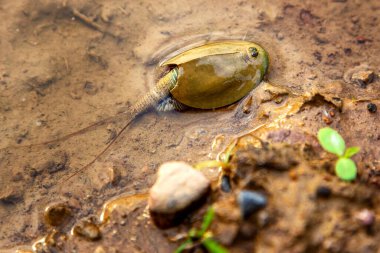 Triops Cancriforis 'in çok hızlı bir yaşam döngüsü vardır ve bireyler yumurtadan çıktıktan yaklaşık iki hafta sonra olgunlaşırlar.