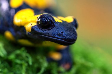 Salamandra semenderi Avrupa 'da bulunan yaygın bir semender türüdür.