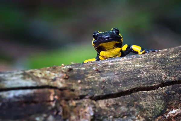 Salamandra Salamandra Een Gewone Salamander Uit Europa — Stockfoto