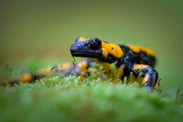 Salamandra Salamandra Uma Espécie Comum Salamandra Encontrada Europa — Fotografia de Stock