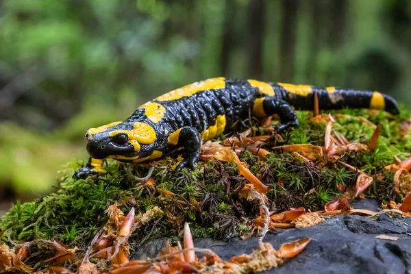 Salamandra Semenderi Avrupa Bulunan Yaygın Bir Semender Türüdür — Stok fotoğraf