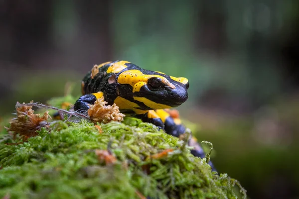 Salamandra Salamandra Een Gewone Salamander Uit Europa — Stockfoto