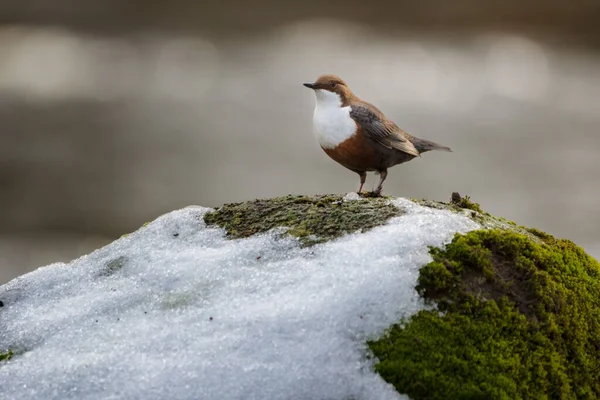 Cinclus Cinclus Também Conhecido Como Mergulhador Europeu Apenas Mergulhador Pássaro — Fotografia de Stock