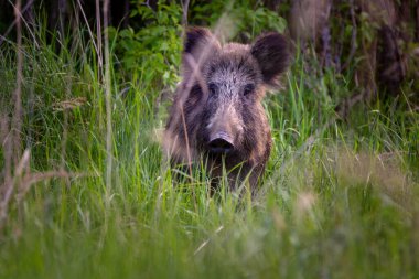 Sus scrofa - yaban domuzu olarak da bilinir.