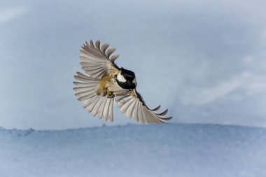 Parus is a genus of Old World birds in the tit family