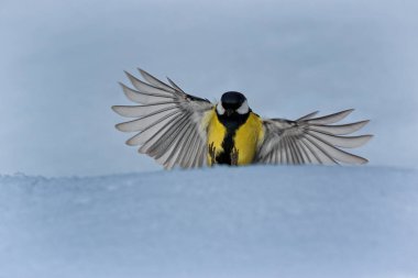 Parus is a genus of Old World birds in the tit family