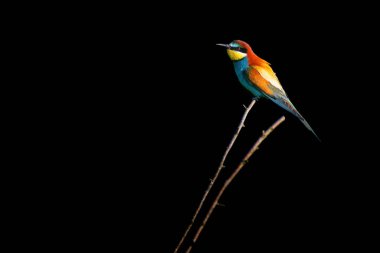 Avrupa arı yiyen Merops apiaster, Meropidae familyasından bir arı yiyen kuş türü.