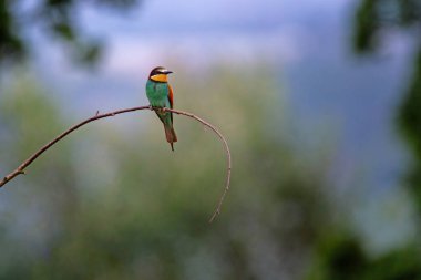 Avrupa arı yiyen Merops apiaster, Meropidae familyasından bir arı yiyen kuş türü.