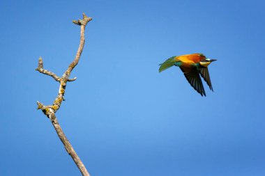 Avrupa arı yiyen Merops apiaster, Meropidae familyasından bir arı yiyen kuş türü.