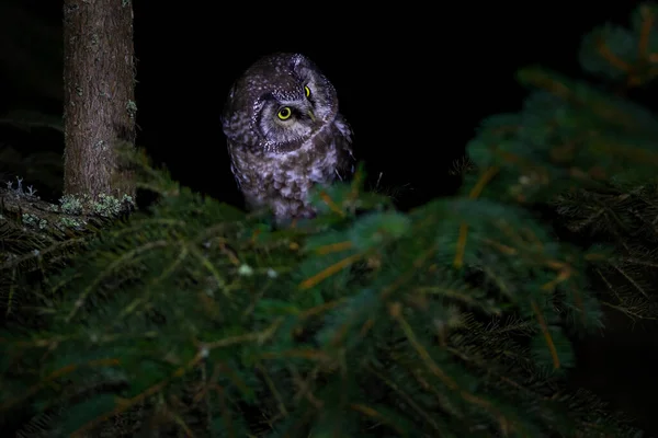 Boreal Owl Tengmalm Owl Aegolius Funereus Small Owl — Stock Photo, Image