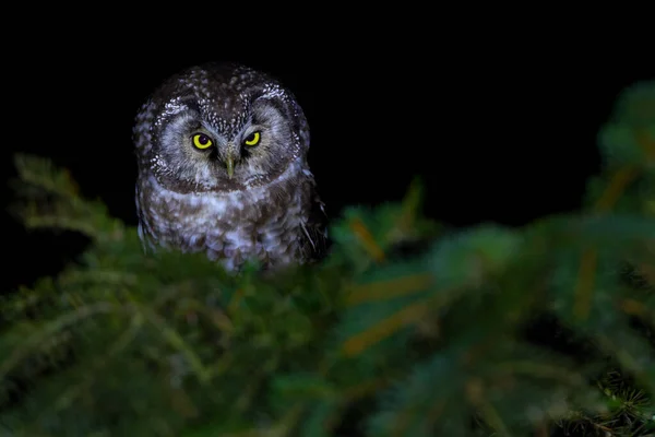 Boreal Owl Або Tengmalm Owl Aegolius Funereus Маленька Сова — стокове фото