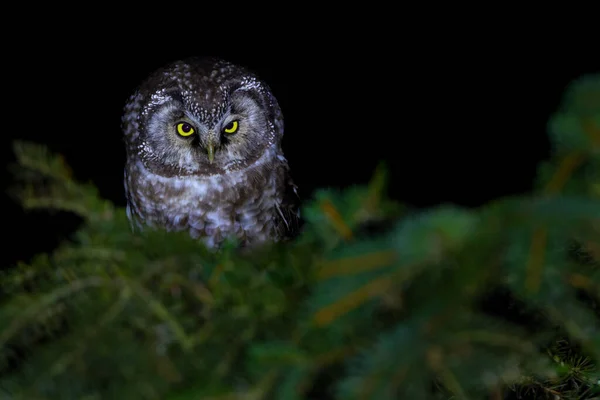 Boreal Baykuş Veya Tengmalm Baykuşu Aegolius Funereus Küçük Bir Baykuştur — Stok fotoğraf