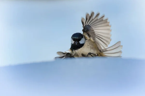 Parus Genus Old World Birds Tit Family — Stock fotografie