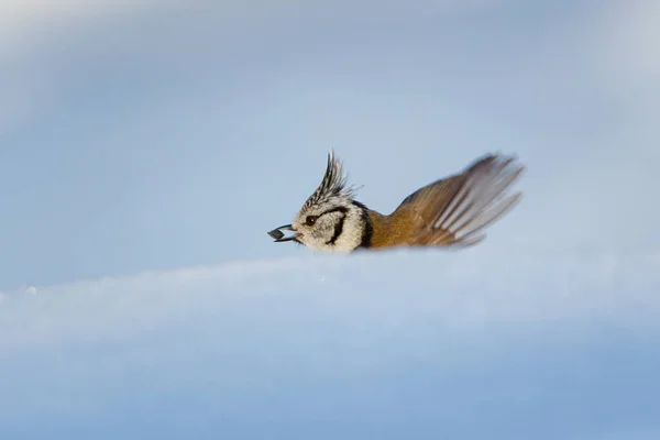 Parus Genus Old World Birds Tit Family — Stock Fotó