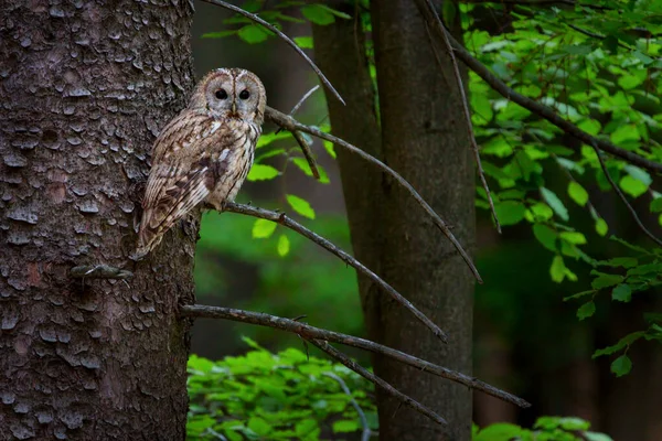 Strix Aluco Trouve Couramment Dans Les Forêts Une Grande Partie — Photo