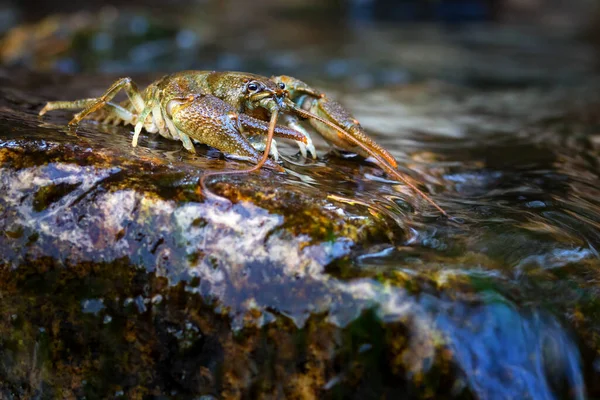 Austropotamobius Torrentium Een Rivierkreeft Uit Familie Astacidae — Stockfoto