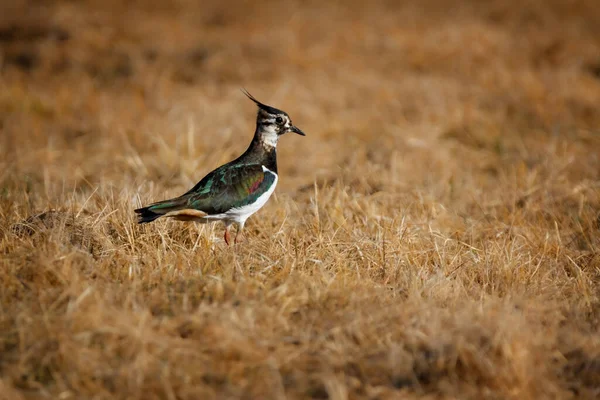 Northern Lapwing Vanellus Vanellus Also Known Peewit Pewit Tuit Tew — Stock Photo, Image