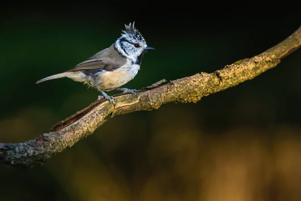 European Crested Tit Simply Crested Tit Formerly Parus Cristatus — Stockfoto