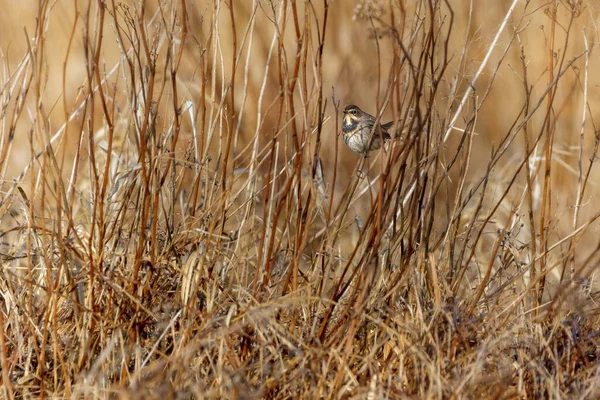 Roseau Bleu Est Petit Passereau Qui Faisait Autrefois Partie Famille — Photo