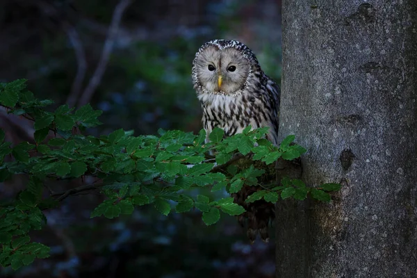 Ural Owl Large Nocturnal Owl — Stock Photo, Image