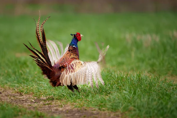 Dance of the common pheasant in the season of love. Photo taken early in the morning.