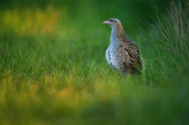 The corn crake in the protected area of Brdy Czech Republic