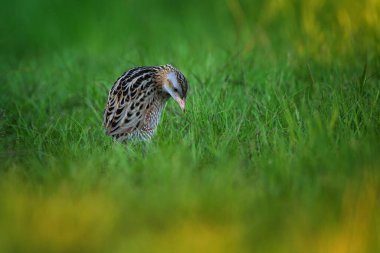 The corn crake in the protected area of Brdy Czech Republic