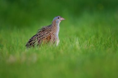 The corn crake in the protected area of Brdy Czech Republic