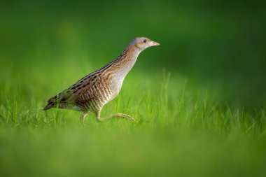 The corn crake in the protected area of Brdy Czech Republic