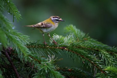 The common firecrest, also known as the firecrest