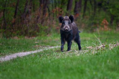 Sus scrofa - yaban domuzu olarak da bilinir.