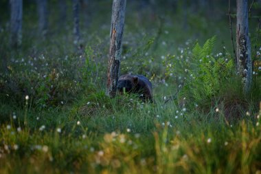 The wolverine, Gulo gulo, also referred to as the glutton, carcajou, or quickhatch is the largest land-dwelling species of the family Mustelidae