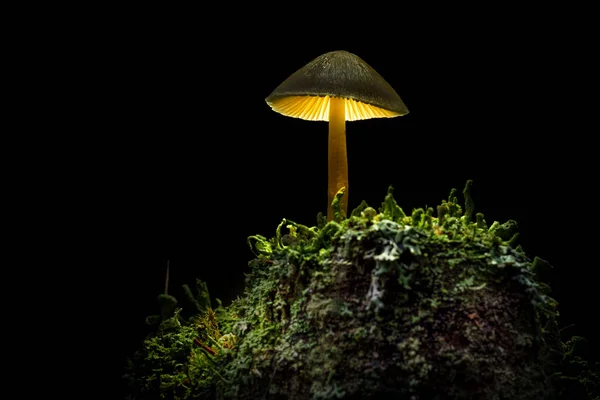 Der Waldpilz Leuchtet Wie Eine Lampe — Stockfoto