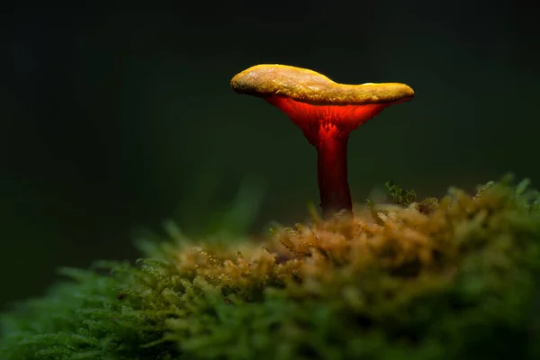 森林里的真菌像灯一样发光 — 图库照片