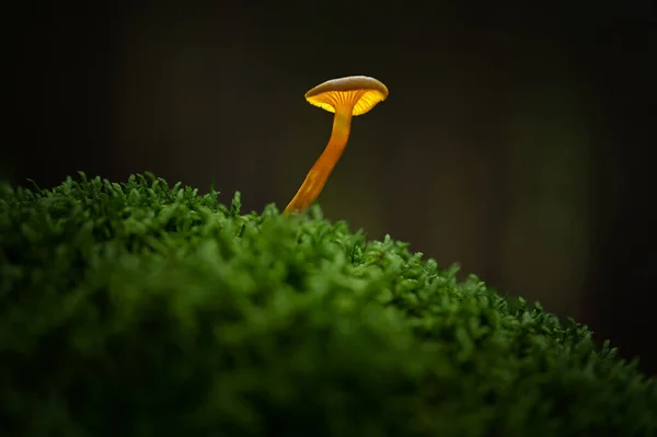 Der Waldpilz Leuchtet Wie Eine Lampe — Stockfoto