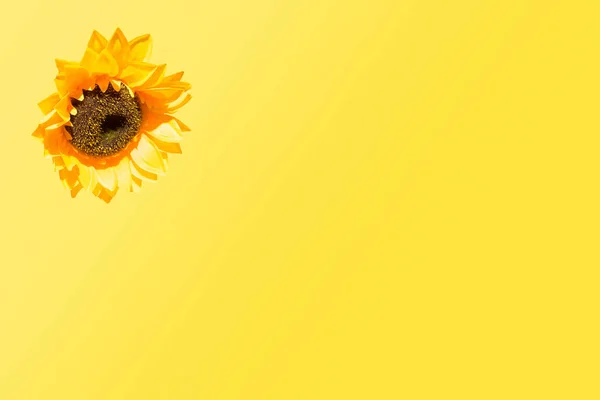 Tournesol Isolé Sur Fond Jaune Vif Brillant Comme Soleil Concept — Photo