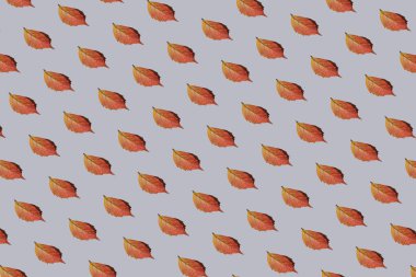 Gri arka planda sonbahar yaprakları deseni. Düz yerde, üst tarafta. Asgari soyut sonbahar ve mevsime özel konsept.