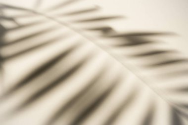 Yaratıcı kopya alanı düzeni. Palmiye yaprakları arka planda pastel gölgeler bırakır. Minimum soyut tropikal konsept. Düz yatış, üst görünüm.