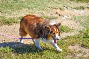 Shetland Çoban Köpeği (Sheltie) Pembe Tasmalı Parkta Yürüyüşe Çıkıyor