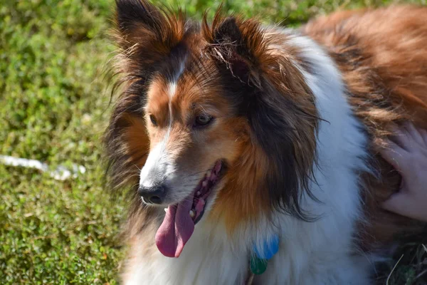 Närbild Shetland Sheepdog Liggande Ett Gräsfält Efter Promenad — Stockfoto