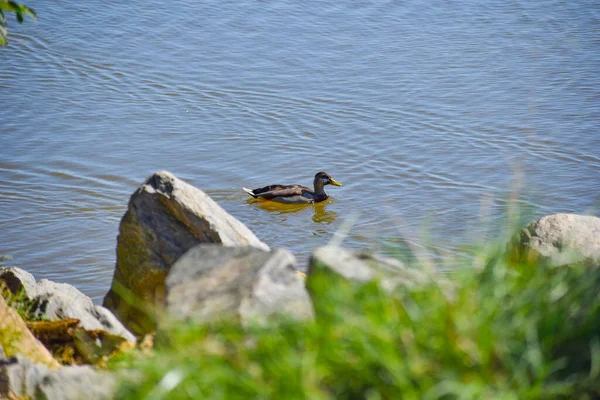 Pato Fêmea Uma Lagoa Por Banco Rochoso — Fotografia de Stock