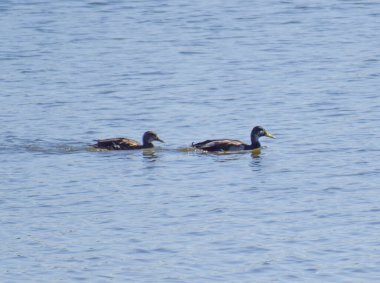 iki ördek gölet üzerinde yüzmek