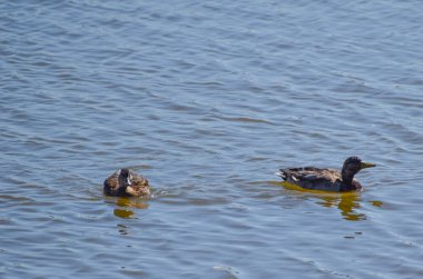 iki ördek gölet üzerinde yüzmek