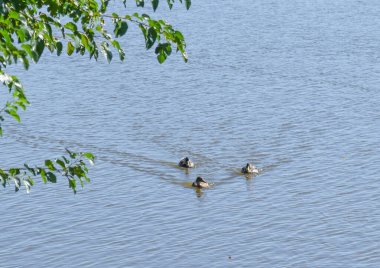 Ördeklerin botu Gölde yüzüyor