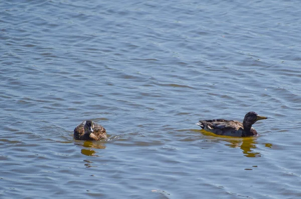 Dois Patos Nadando Uma Lagoa — Fotografia de Stock