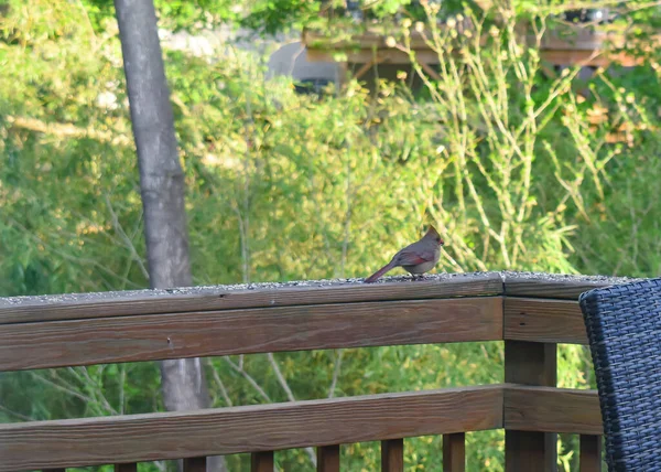 Female Cardinal Collecting Seed Suburban Backyard Deck Late Spring — Stock Photo, Image