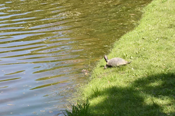 Tartaruga Perto Uma Lagoa Uma Tarde Primavera Europa — Fotografia de Stock