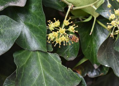 Sonbaharın başlarında Sarmaşık Çiçekleri Üzerine Bir Arının Yakın Çekimi